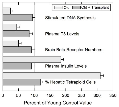 Effects of thymus transplantation on aging biomarkers — Old vs Old + Transplant mice shown as percent of young control value